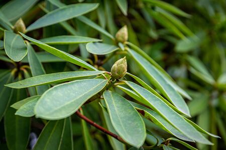 Rhododendron leaves and buds, with a shallow depth of fieldの写真素材