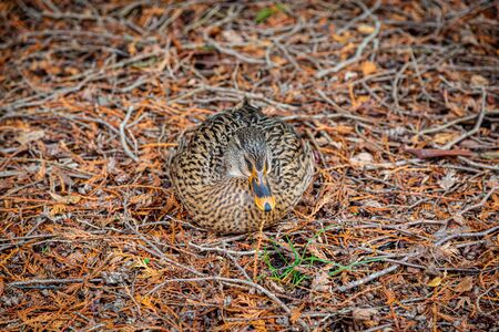 A duck sitting on the ground, looking camouflaged against the autumn coloursの写真素材