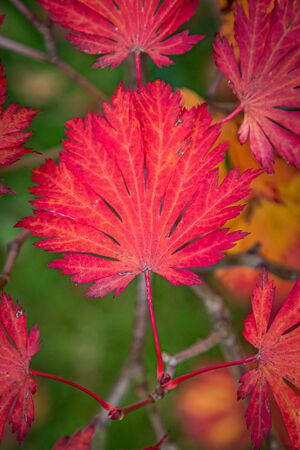 Red leaves in autumn, with a shallow depth of fieldの写真素材