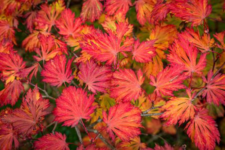 Red leaves in autumn, with a shallow depth of fieldの写真素材