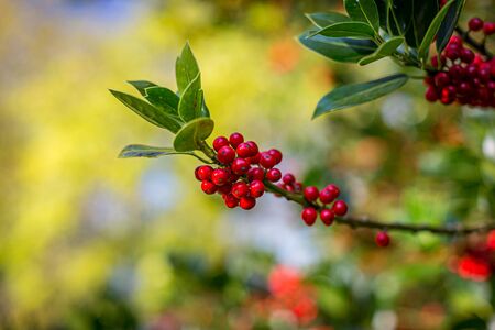 A close up of red winter berries on an evergreen shrub, with a shallow depth of fieldの写真素材