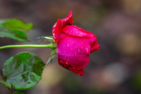 A deep pink rose after the rain, with a shallow depth of fieldの写真素材