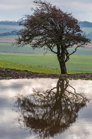 Reflections of a tree and clouds in a dew pond, at Ditchling Beacon in Sussexの写真素材