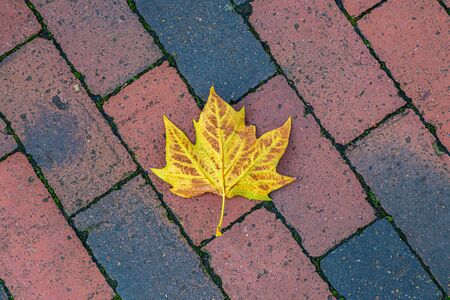 A fallen autumnal leaf on a background of coloured bricksの写真素材
