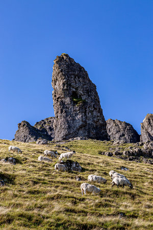Sheep on a mountainside in front of The Old Man of Storr on the Isle of Skye, on a sunny late...