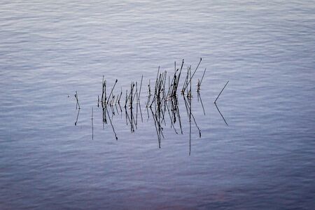 Reflections of reeds at sunset, in the calm water of a Loch on the island of North Uistの写真素材