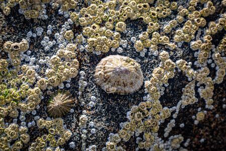 A limpet and barnacles on a rock at the beach, on the Hebridean island of Eriskayの写真素材