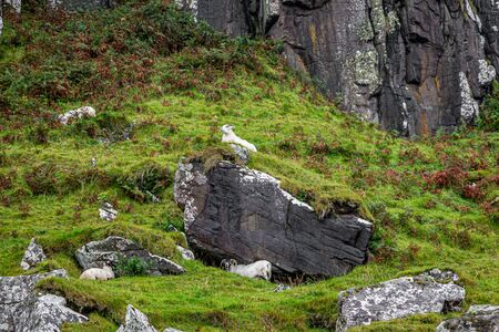 Sheep on a rocky hillside, on the Isle of Skyeの写真素材