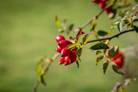 Rose hip berries in the Sussex countryside in late summerの写真素材