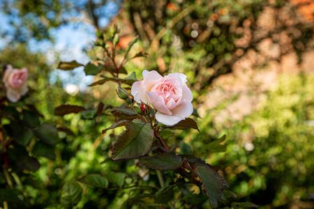 A delicate pink rose in the late summer sunshine, with a shallow depth of fieldの写真素材