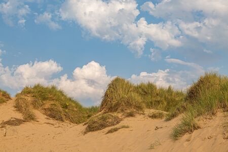 Marram grass growing on the sand dunes, at Formby in Merseysideの写真素材