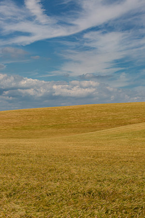 Golden wheat fields in Sussex on a sunny summers day