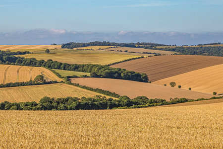 Rolling hills with cereal crops growing  in the South Downs, on a sunny summers day