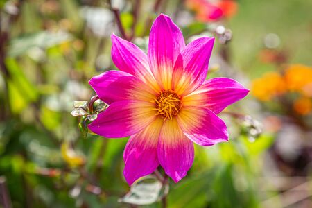 A pretty pink dahlia in a summer garden, with a shallow depth of fieldの写真素材