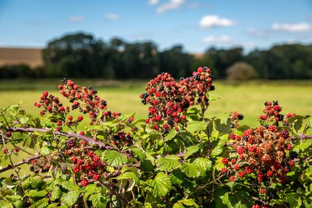 Blackberry bushes in the Sussex countryside on a sunny late summers dayの写真素材