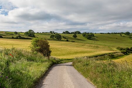 Looking along a narrow country road surrounded by green fields, on a summers morningの写真素材