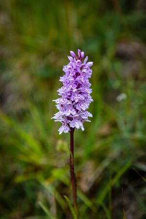 An orchid in the Sussex countryside on a summers day, with a shallow depth of fieldの写真素材