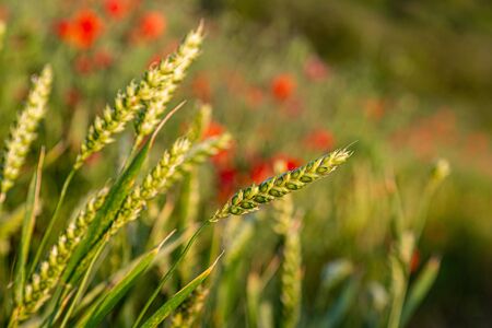 A close up of a cereal plant in the Sussex countryside with defocused poppies behindの写真素材