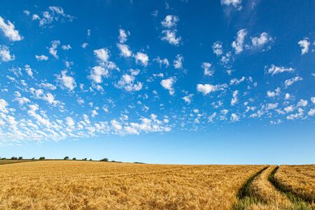 A golden wheat field in the Sussex countryside, on a sunny summers dayの写真素材