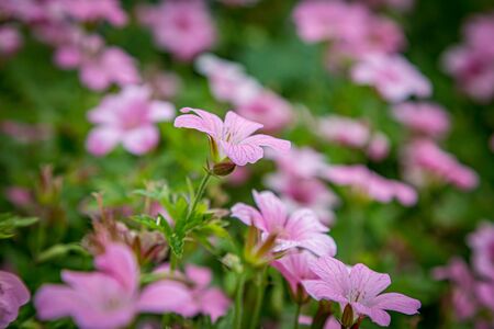A full frame photograph of pink geranium nodosum flowers, with a shallow depth of fieldの写真素材
