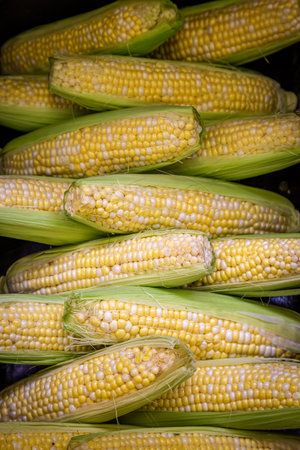 Whole corn on the cob displayed on a market stall