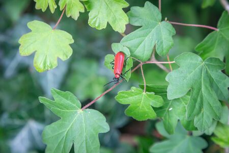 A black headed cardinal beetle on a green leafの写真素材