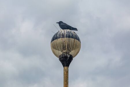 Looking up at a bird perched on a post despite deterrents being presentの写真素材