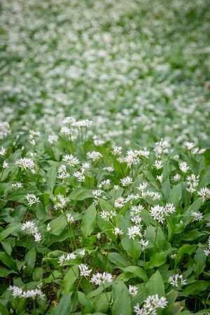An abundance of wild garlic flowers in Sussex woodlandの写真素材