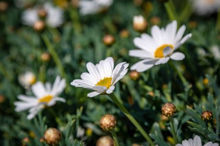 A full frame photograph of daisy flowers, with a shallow depth of fieldの写真素材