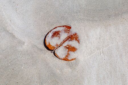 A leaf washed up on a beach, partially covered in sandの写真素材