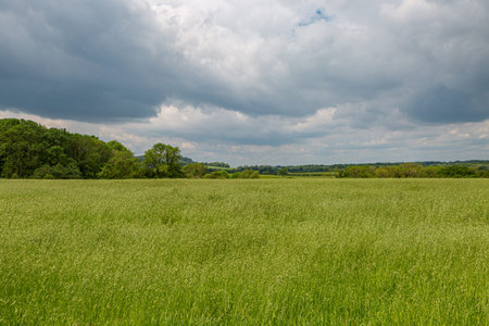 Long grass in a Sussex meadow beneath a cloudy sky