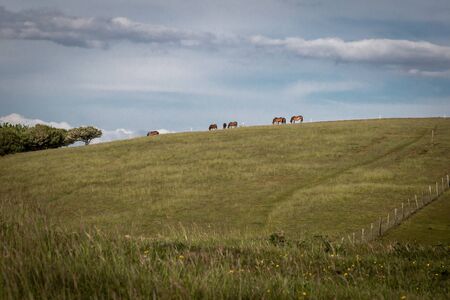 Horses on the horizon of a hill in the South Downs in Sussexの写真素材