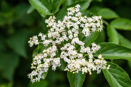 Pretty white elderflowers growing in the Sussex countrysideの写真素材
