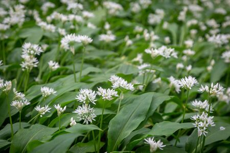 Wild garlic growing in Sussex woodland on a spring dayの写真素材
