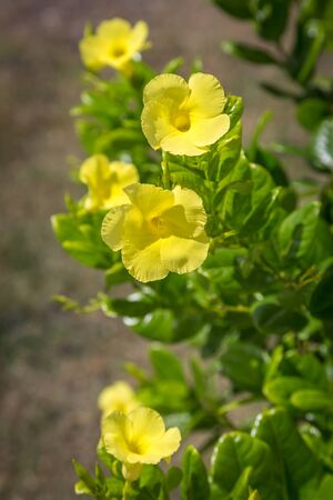 Yellow pentalinon luteum flowers growing on the Caribbean island of Antiguaの写真素材