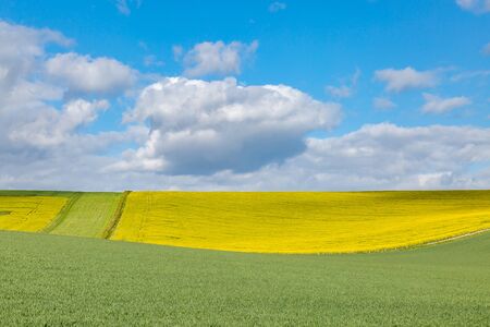 Crops growing on a Sussex farm in spring, on a sunny dayの写真素材