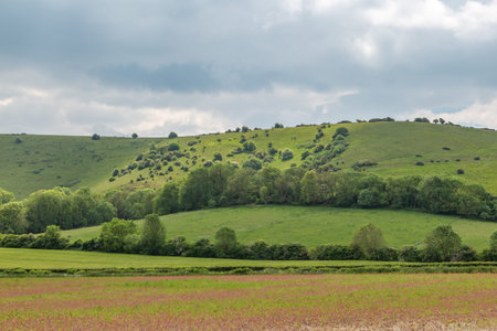 Crops growing on farmland in Sussex, with a green hill behindの写真素材