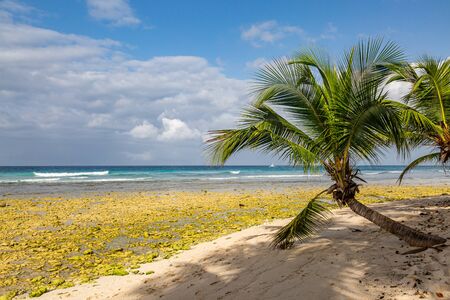 Palm trees on a Caribbean beach, during early morning and at low tideの写真素材