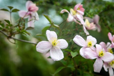 Delicate pink clematis flowers in spring, with a shallow depth of fieldの写真素材
