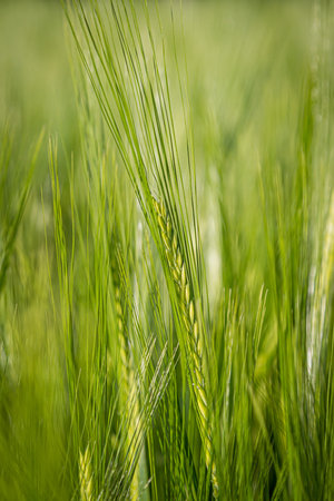 A close up of an ear of green wheat in springtime, with a shallow depth of fieldの写真素材