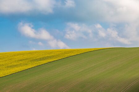 Crops growing on a Sussex hillside, on a sunny spring morningの写真素材