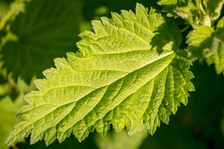 A close up of a nettle leaf, with a shallow depth of fieldの写真素材