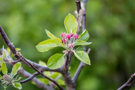 Buds of blossom on a tree in spring, with a shallow depth of fieldの写真素材