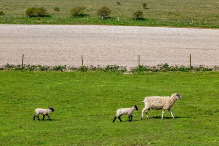 A Ewe and Two Lambs in the Sussex Countryside, on a Sunny Spring Dayの写真素材