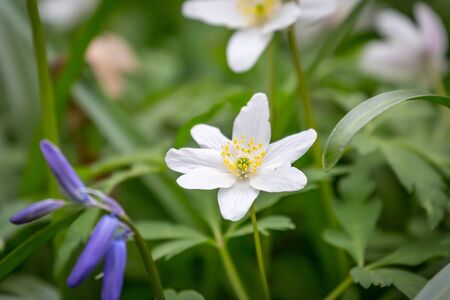 A wood anemone flower in springtime in Sussex, with a shallow depth of fieldの写真素材
