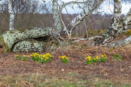 Daffodils growing around a tree, on Chailey Common in Sussexの写真素材