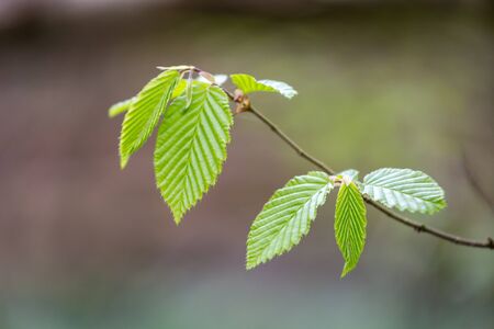 New growth on a tree in springtime, with a shallow depth of fieldの写真素材