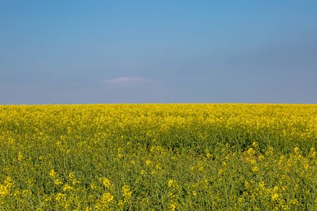 A field of canola/rapeseed crops beneath a blue skyの写真素材