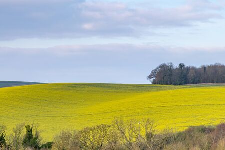 A field of canola/rapeseed crops in the South Downs in Sussexの写真素材