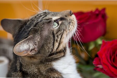 A tabby cat sitting next to red roses, with a shallow depth of fieldの写真素材